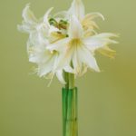 Marula bouquet