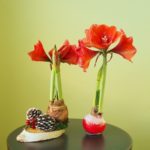 Novelty amaryllis bulbs