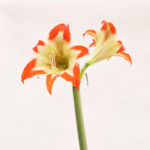 Hippeastrum_nelsonii-fp