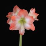 King Star amaryllis