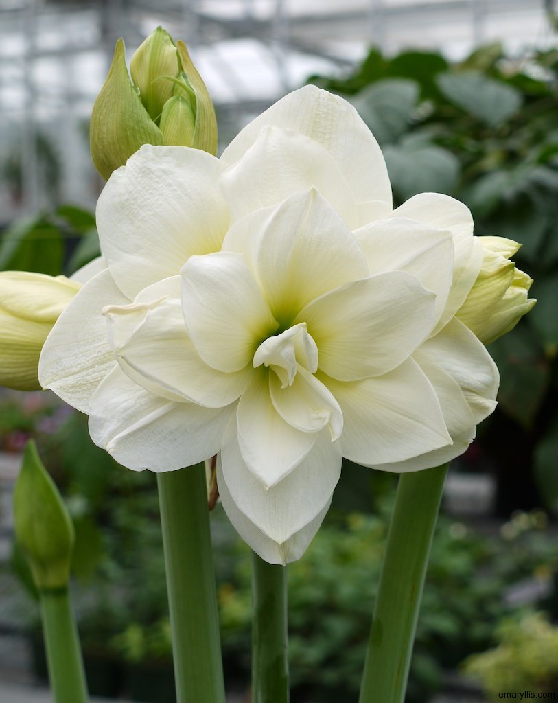 Double flowered amaryllis