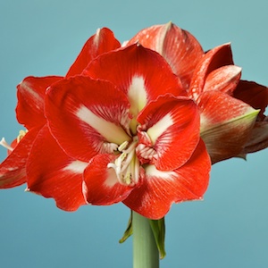 emaryllis.com | Your online amaryllis-Hippeastrum headquarters